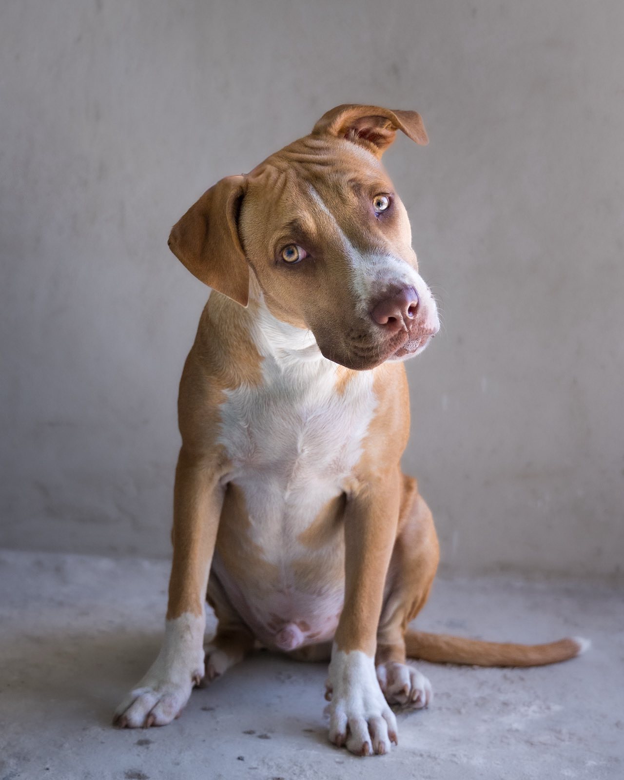 Dexter – Taco Dog Rescue Society